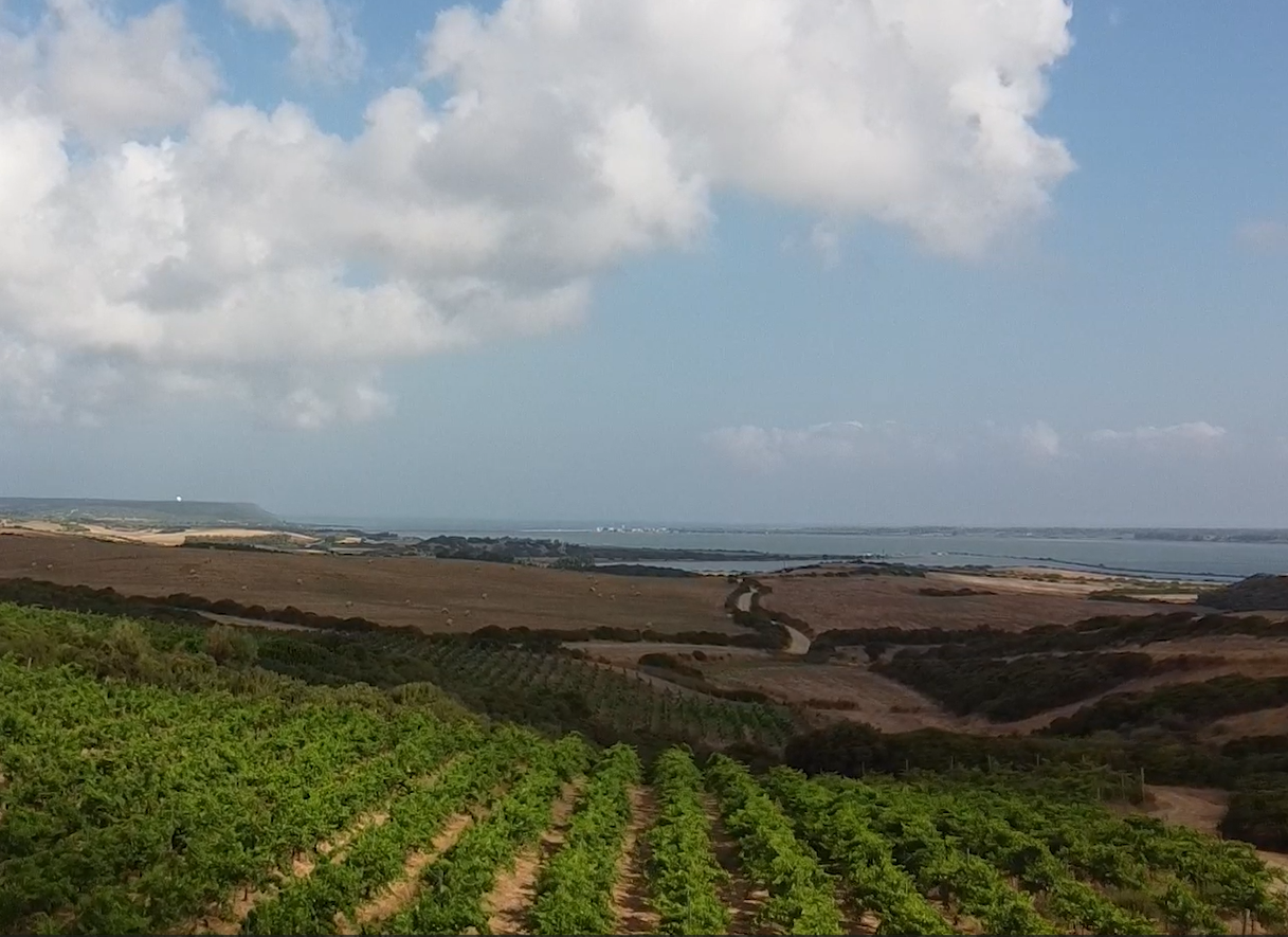 isola del vino mare vigna